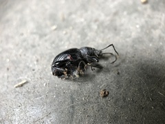 Otiorhynchus asphaltinus