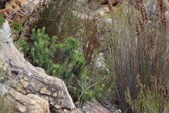 Heterolepis aliena