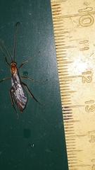 Ophion obscuratus