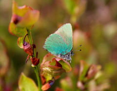 Callophrys rubi