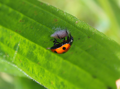 Dinocampus coccinellae paralysis virus