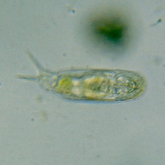 Cephalodella
