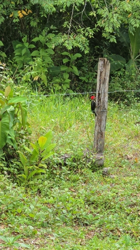 Lineated Woodpecker