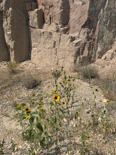 Common Sunflower