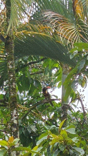 Fiery-billed Aracari