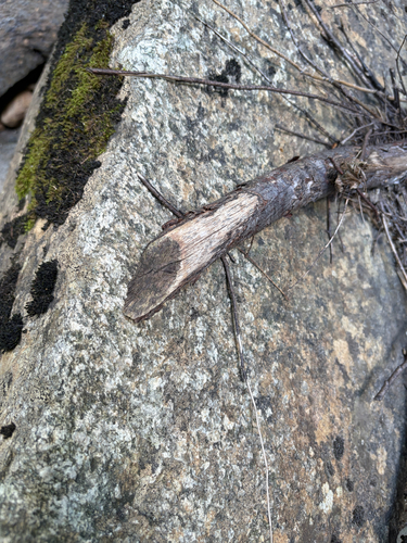 animal observation 3
