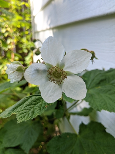 Thimbleberry