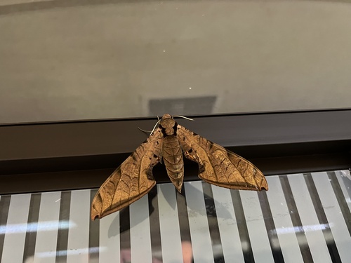 Streaked Sphinx