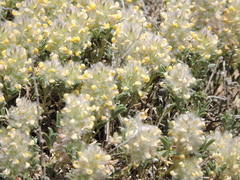 Dalea jamesii