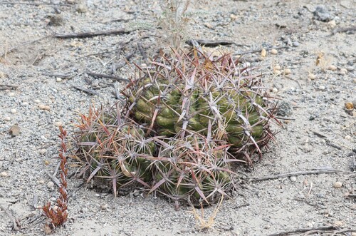 Ferocactus viridescens