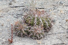 Ferocactus viridescens