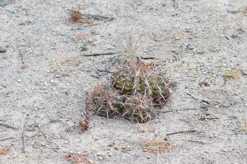 Ferocactus viridescens