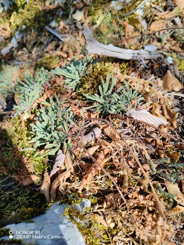 Saxifraga crustata, photograph 2