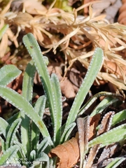 Saxifraga crustata, photograph (c) Ljaž, some rights reserved (CC BY)