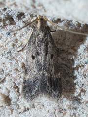 Neodactylota
