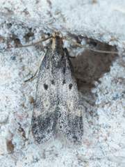 Neodactylota