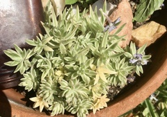 Sedum lineare