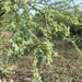 Acacia farnesiana