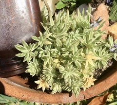 Sedum lineare
