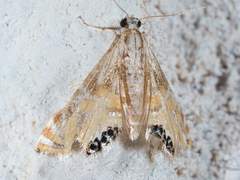 Petrophila daemonalis