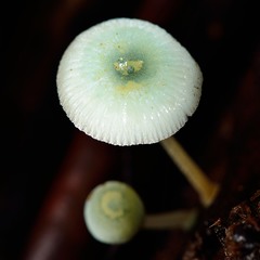 Mycena interrupta