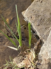 Carex lacustris