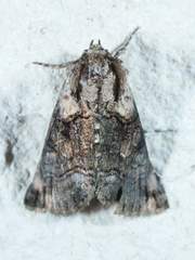 Abrostola microvalis