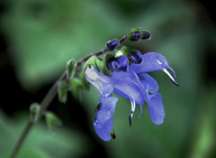 Salvia scutellarioides