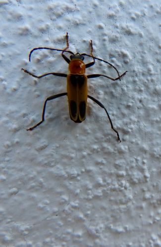 Chauliognathus omissus observed 2026-08-13