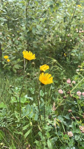 Canada hawkweed