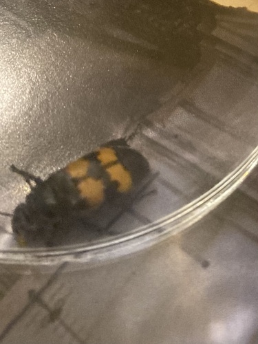 Nicrophorus interruptus