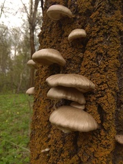 Pleurotus calyptratus