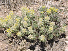 Dalea jamesii