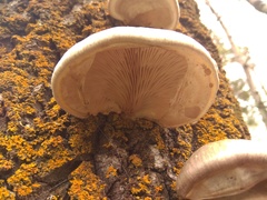 Pleurotus calyptratus