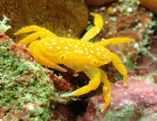 Neoliomera richtersii observed 2026-07-31