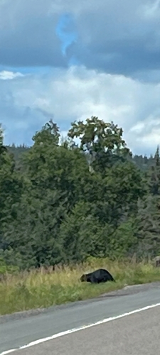 Black Bear sighting near Ontario P0T, ON