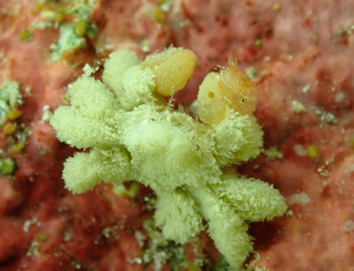 Polydectus cupulifer observed 2026-07-31
