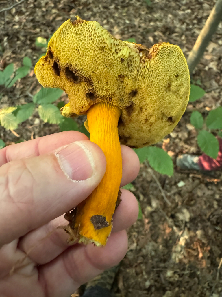 flaming gold bolete · August 2026 · photo: Photo: (c) Jeff Clark, some rights reserved (CC BY) · iNaturalist