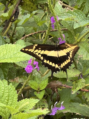 Thoas Swallowtail