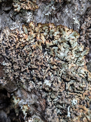 Hypogymnia bitteri, 2026-08-11