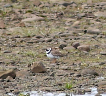 Semipalmated Plover