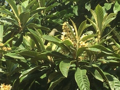 Sephanoides sephaniodes