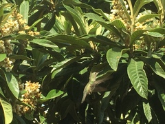 Sephanoides sephaniodes