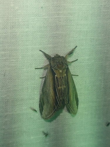 Swallow Prominent