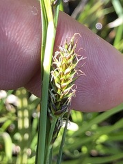 Carex hostiana