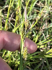 Carex hostiana