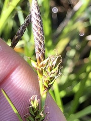 Carex hostiana