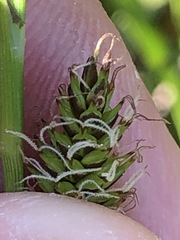 Carex hostiana