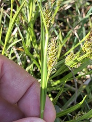Carex hostiana