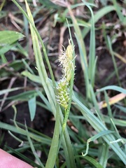 Carex michelii
